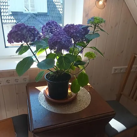 Stuudio 7,otepaeae Linn 67404,valgamaa Lägenhet